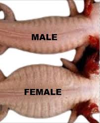 Everything Axolotl A Basic Guide For New Owners Axolotl Axolotl Pet Axolotl Care