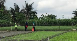 Maybe you would like to learn more about one of these? Petani Sayuran Riau Hasilkan Produk Berkualitas Ramah Lingkungan