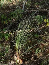 Image result for Eragrostis sericata