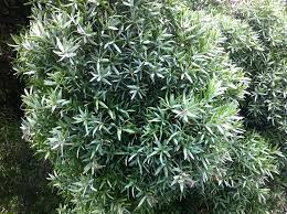 Image result for Afrocarpus falcatus