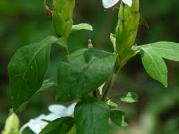 Image result for Ecbolium