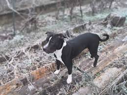 The Black And White Pitbull Everything You Need To Know