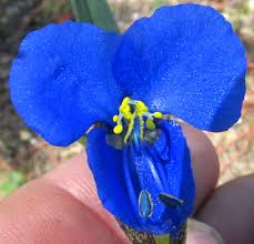 Image result for Commelina subulata