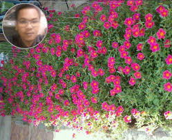 Nama lain ialah bunga kembang petang, bunga pukul sepuluh, rose moss, sun plant, japanese rose dan keperluan: Ros Jepun Mudah Dibiak Hidup Subur Kalau Betul Caranya Brother Ni Share Tipnya Yang Pasti Mak Mak Suka Nak Tahu Keluarga
