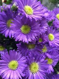 Pin On Echinacea Benefits