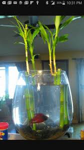 Betta Need 2 5 Gallons A Place To Hide Temperatures Of 72 80 Degrees Fahrenheit And A Filter This Doesn T Pr Fish Plants Indoor Aquaponics Aquaponics Fish