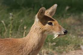 Moschiferus) is a small, solitary animal that attains a stature of only 0.5 m. Musk Deer