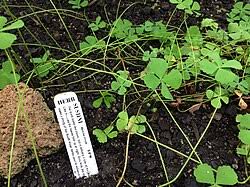 Image result for Marsilea minuta