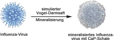 Днк human herpes virus vi типа пцр. Vogelgrippe Virus Entwickelt Eierschale