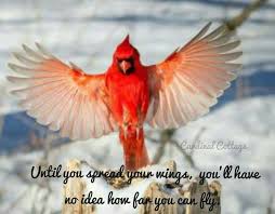 Birds Of The Air Bible Meaning Pin By Vicki Gonzales On Cardinals Cardinal Birds Meaning Cardinal Birds Beautiful Birds