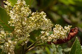 Image result for Maesa lanceolata