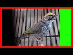 Check spelling or type a new query. Kicau Burung Cucak Rowo Super Gacor Youtube