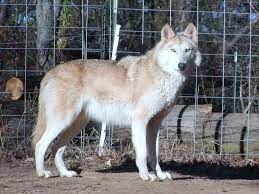 Pin By Donald Dcruz On Fluffy Friends Wolf Dog Hybrid Dogs Dangerous Dogs