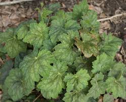 Image result for heuchera americana