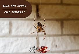It may not be very efficient if you have a large spider population living in your home, however. Will Ant Spray Kill Spiders Information And Facts Pest Samurai