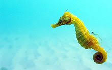 Seahorses are fantastic creatures to observe in aquaria, and with a little advanced planning and research, they are not much more difficult to keep seahorses are relatively lower on the evolutionary scale than most bony fishes, and there are a few differences you should know that will affect how you. Seahorse Wikipedia