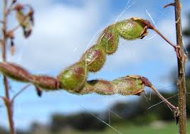 Image result for Desmodium subsecundum