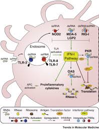 On the other second, free mrna breaks down quickly in the body, thereby attenuating any desired effect. Tailoring Mrna Vaccine To Balance Innate Adaptive Immune Response Trends In Molecular Medicine