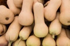 When to harvest butternut squash from garden. Growing Butternut Squash Is Easier Than You Think