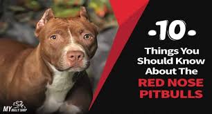 If you would like to become a member and register your american pitbull terrier ( apbt. Red Nose Pitbull What You Should Know