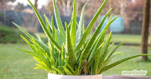 Kein wunder, dass sie als unsterbliche pflanze bezeichnet wird. Aloe Vera Richtig Pflegen Damit Du Immer Frisches Gel Hast