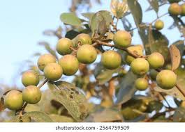 Image result for Ziziphus abyssinica