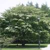 The dogwood tree is an attractive tree in every season of the year. 1