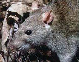 Rat Rattus Rattus Animals A Z Animals
