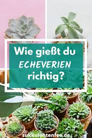 Die Besten Tipps So Giesst Du Echeverien Richtig In 2020 Garten Pflanzen Sukkulenten Pflanzen Sukkulenten