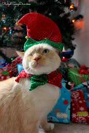 Use #fortheloveofpets for a chance to be featured on our social accounts! Petsmart Christmas Lookbook Budget Savvy Diva