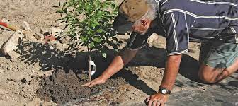 May 02, 2021 · how to use: Planting Fruit Nut Trees Planting Care Tomorrow S Harvest By Burchell Nursery