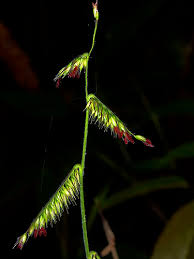 Image result for Oplismenus hirtellus