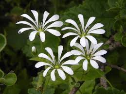 Image result for Stellaria