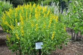 Image result for Indigofera fulvopilosa