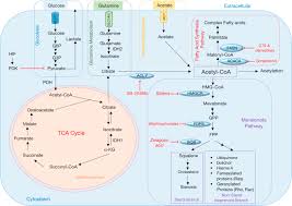 Fatty Acid Synthesis An Overview Sciencedirect Topics