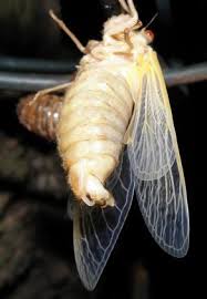 I make jewelry from old and new findings, keys, beads, watches, charms, etc. Why Do Some Cicadas Have Shriveled Up Or Damaged Wings Cicada Mania