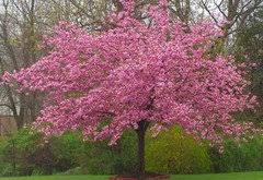 Check spelling or type a new query. Kwanzan Pruning