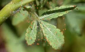 They appear very small making them incredibly because of this, you can employ similar tactics to get rid of them. Predatory Mites Get Rid Of Spider Mites On Cannabis Organically Mold Resistant Strains