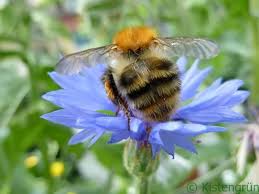 We did not find results for: Die Initiative Deutschland Summt Will Lebensraume Fur Bienen Schaffen Grunder Cornelis Hemmer Verrat Bienenfreundliche Balkonpflanzen Bienenprodukte Hummeln