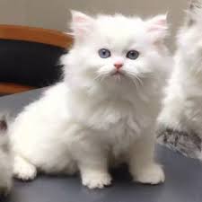 Olx pakistan offers online local classified ads for cats. White Beautiful Persian Cats Available For Sale