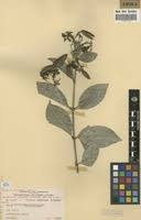 Image result for Usteria guineensis