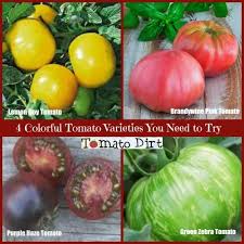 Tomatoes are classified as determinate or indeterminate. 270 Tomato Varieties Ideas In 2021 Tomato Types Of Tomatoes Tomato Garden