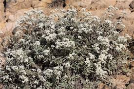 Image result for Helichrysum kirkii