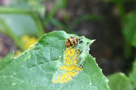Life cycle alterations of the mexican bean beetle over time: Squash Beetle Vs Mexican Bean Beetle Identification Walter Reeves The Georgia Gardener
