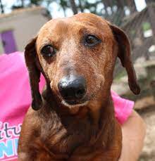 Drake is a very sweet happy boy. Dachshund Puppies Rescue Ct The Y Guide