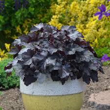 Coral bells do best in full sun to partial shade. Primo Black Pearl Coral Bells Heuchera Hybrid Proven Winners
