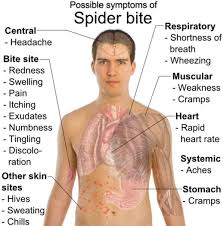 • the very first symptom of black widow spider bite is slight pain around the region where the spider actually pricked you. Black Widow Spider Bite The Garden Of Eaden