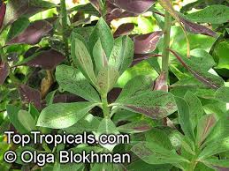 Image result for Synadenium cupulare