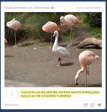 Flamingo Impersonator Funny Animals Cute Funny Animals Funny Cute