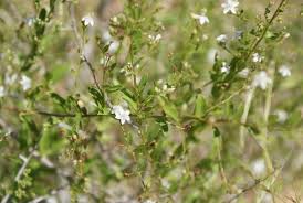 Image result for Seddera